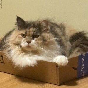 Meet your Posher, Ivy